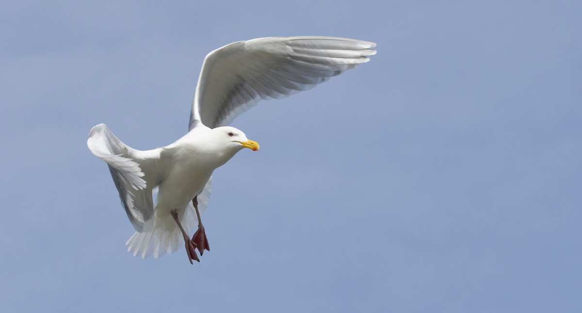 Gaviota de Bering - ML321959241