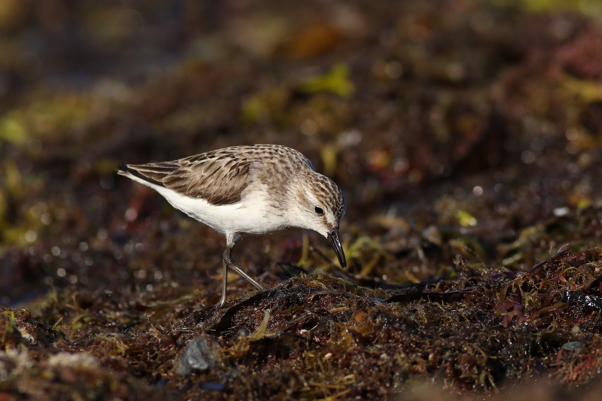 Semipalmated Sandpiper - Jonathan Eckerson