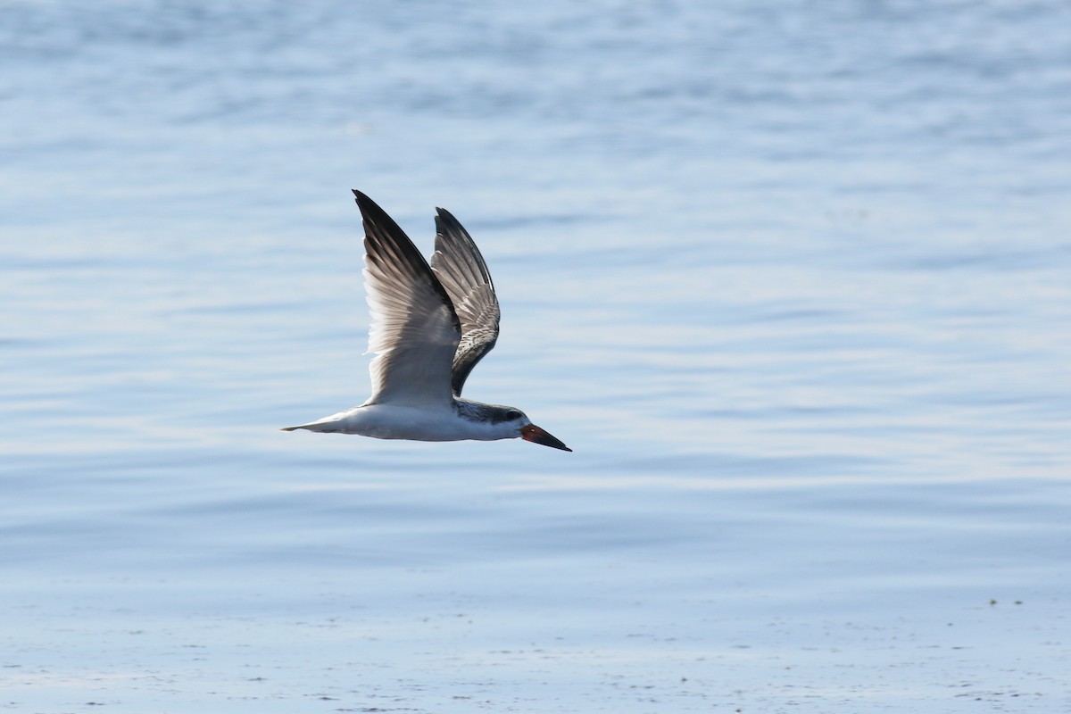 Black Skimmer - Jonathan Eckerson