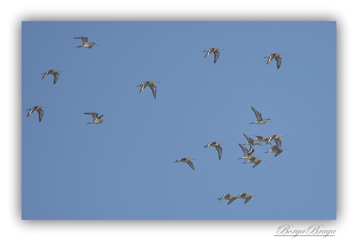 Black-tailed Godwit - Rui  Santos