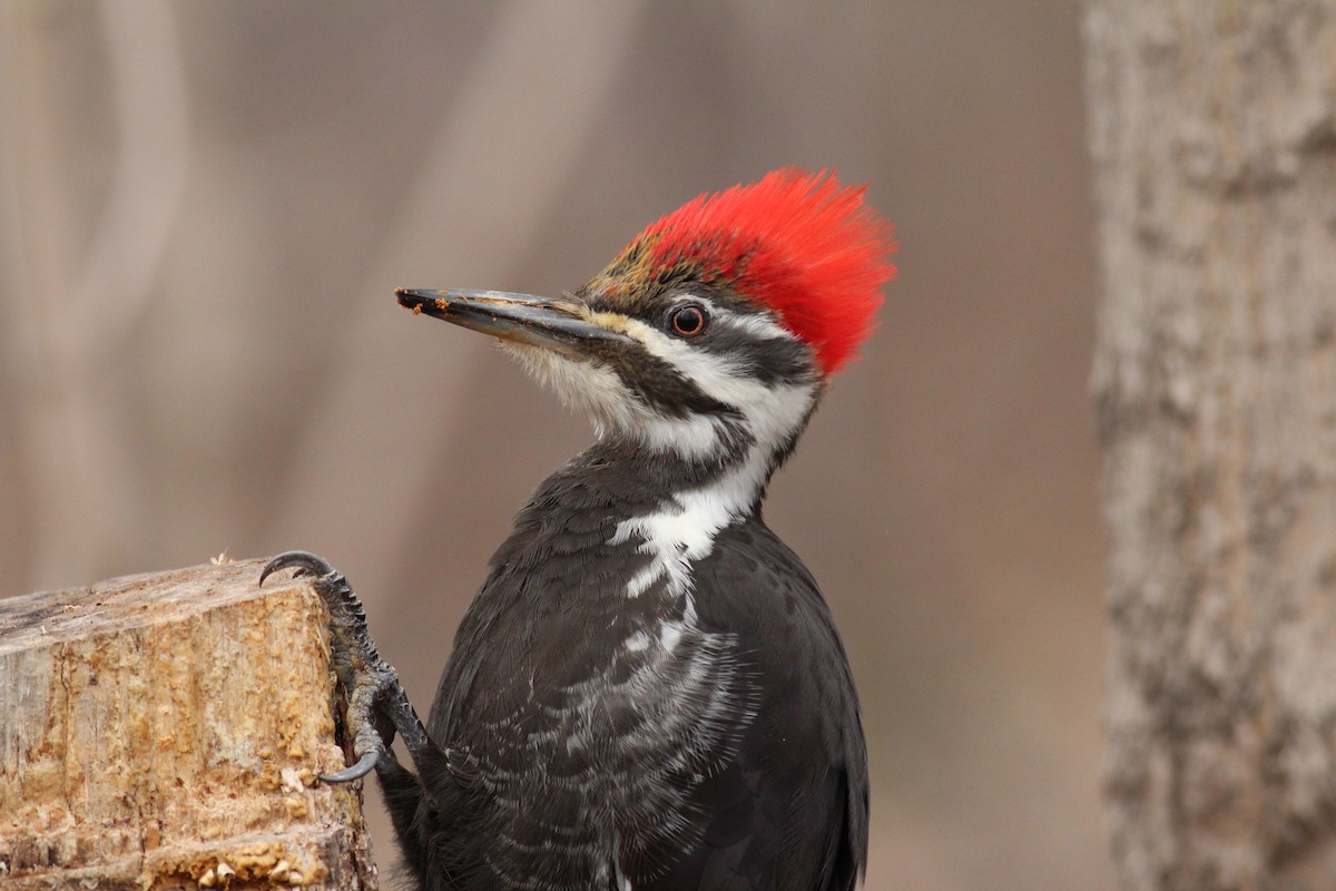 Pileated Woodpecker - Émile Brisson-Curadeau