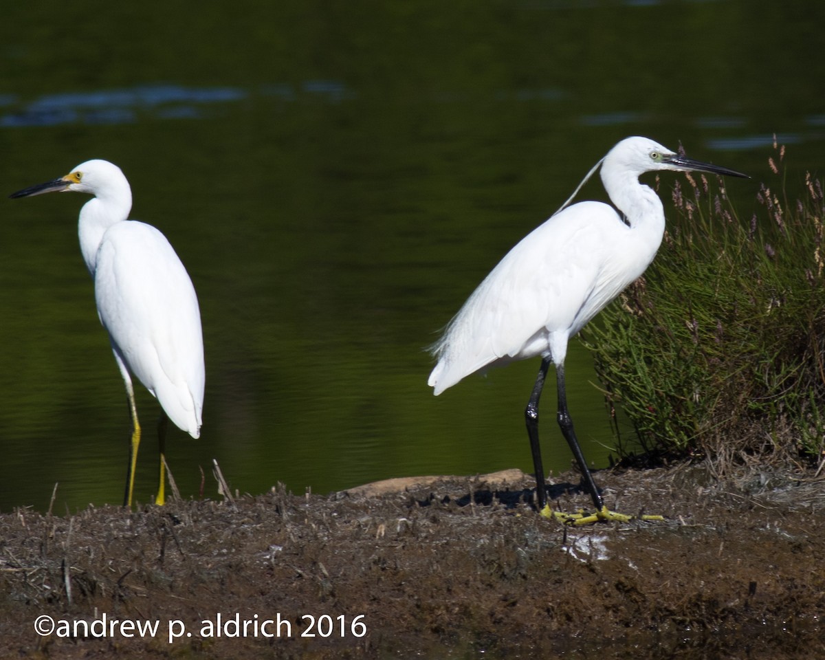 Snowy Egret - ML32196231