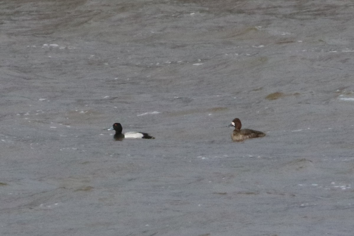 Lesser Scaup - ML321962651