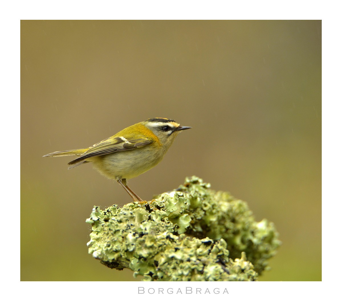 Common Firecrest - ML321962731