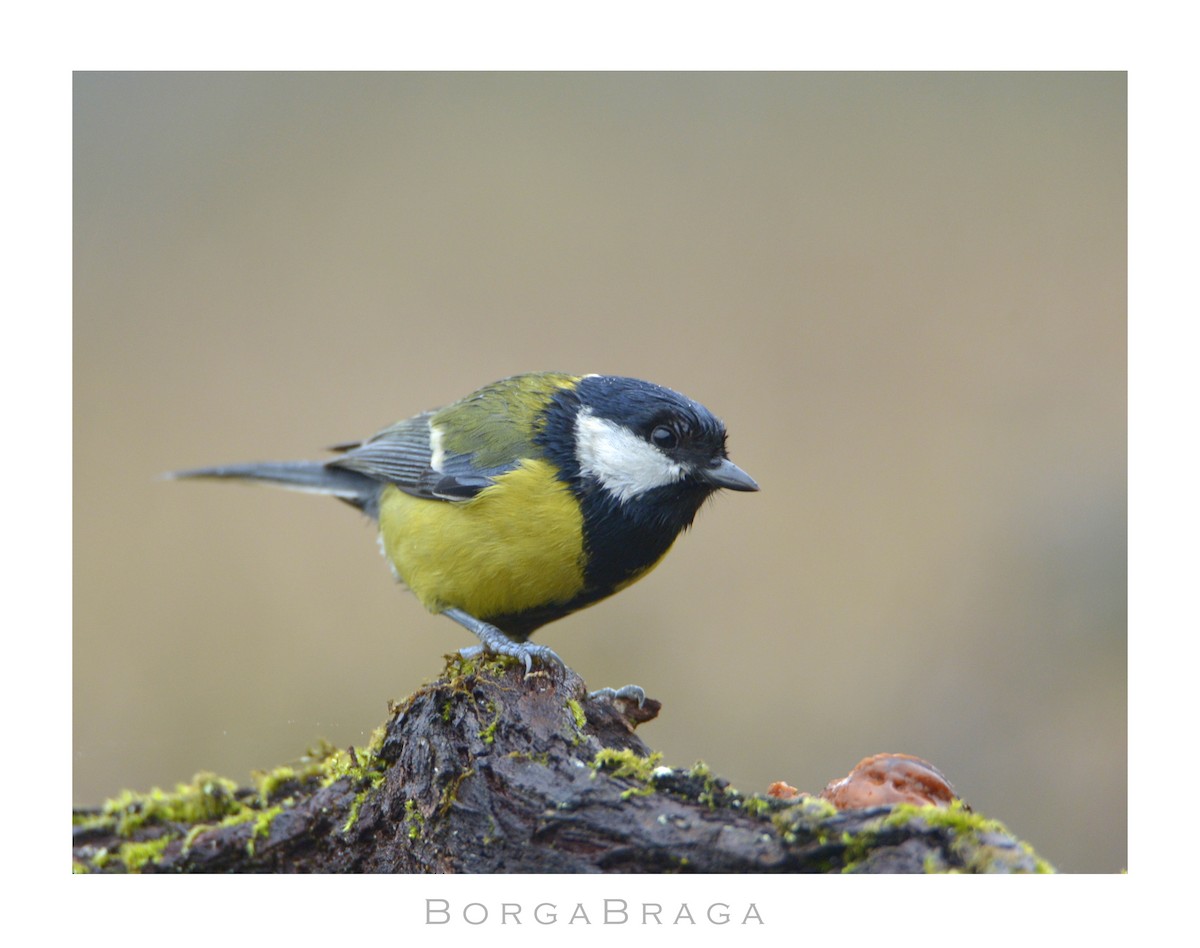 Great Tit - ML321962991