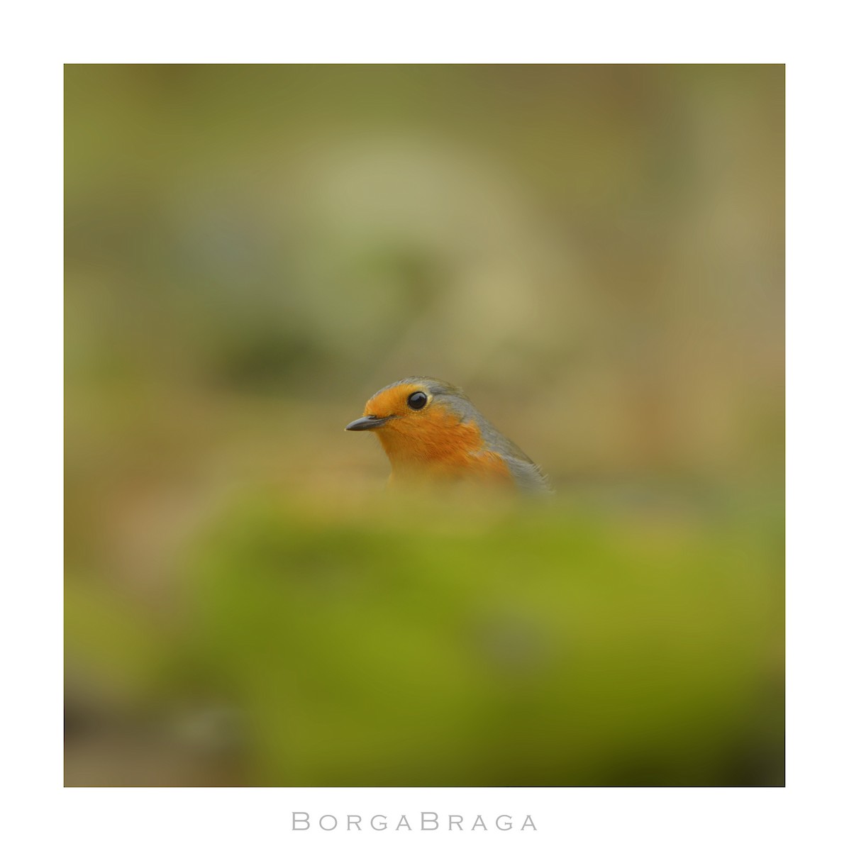 European Robin - ML321963151