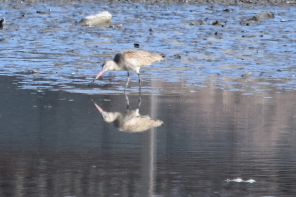 Marbled Godwit - ML321963231