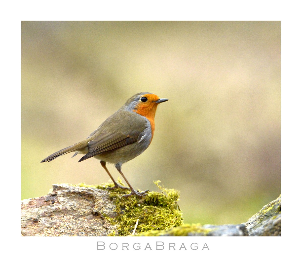 European Robin - ML321963331