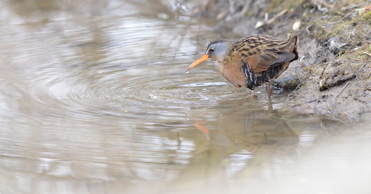 Virginia Rail - ML321963591