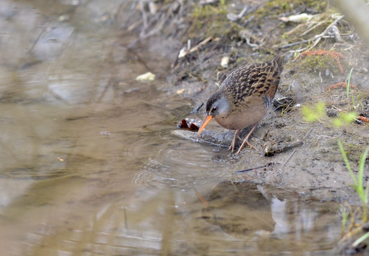 Virginia Rail - ML321963731