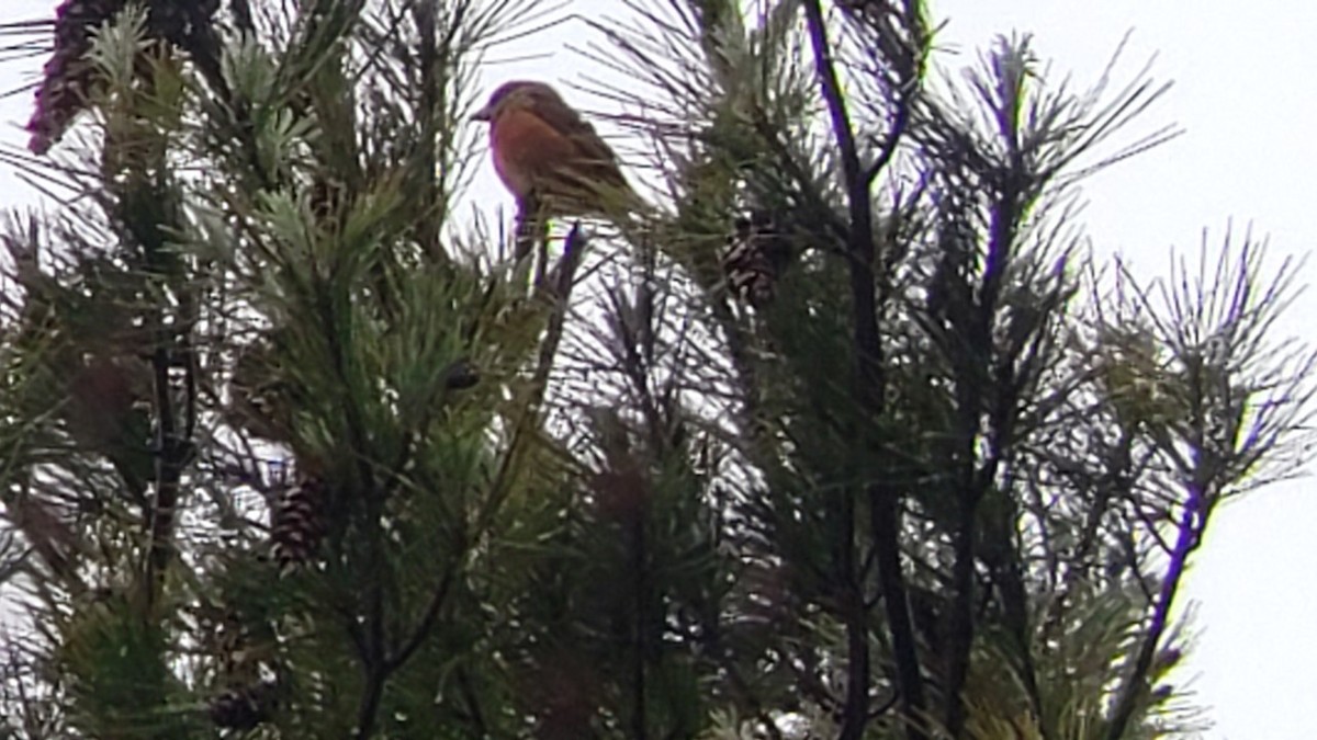 Red Crossbill - ML321964201