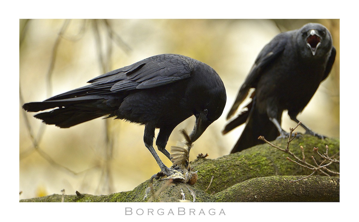 Carrion Crow - ML321964621