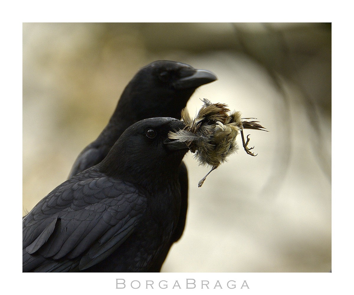 Carrion Crow - ML321964631