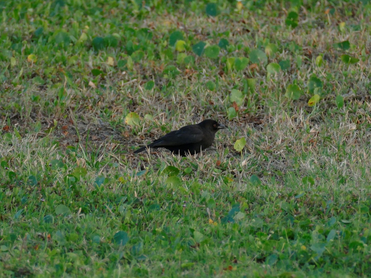 Bronzed Cowbird - Ron Smith