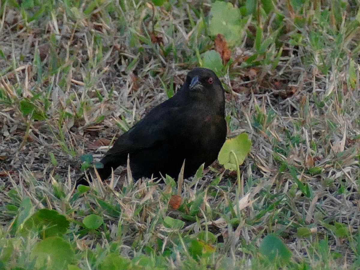 Bronzed Cowbird - Ron Smith