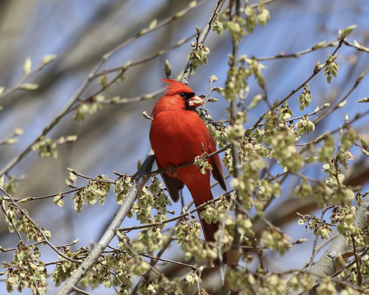 Northern Cardinal - ML321965311