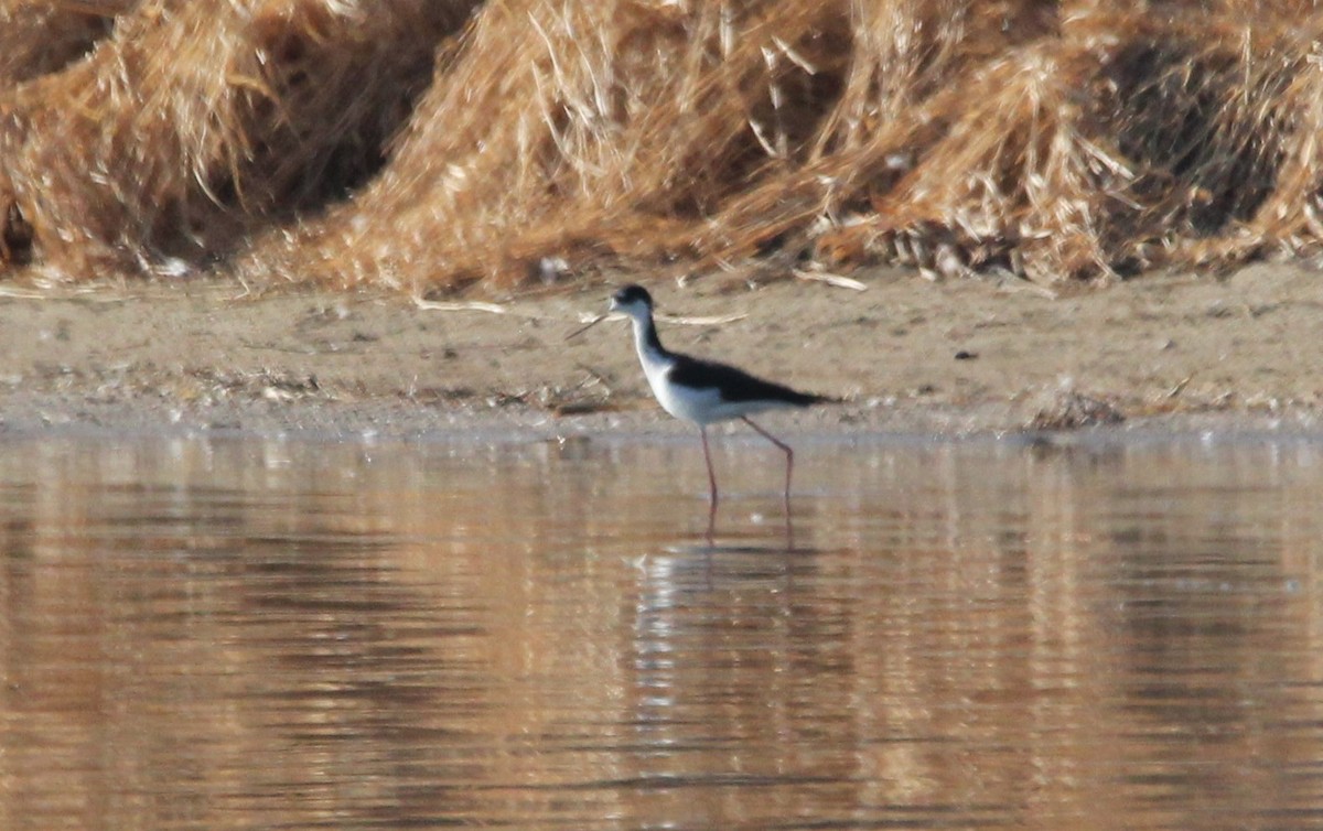 Black-necked Stilt - ML321966131