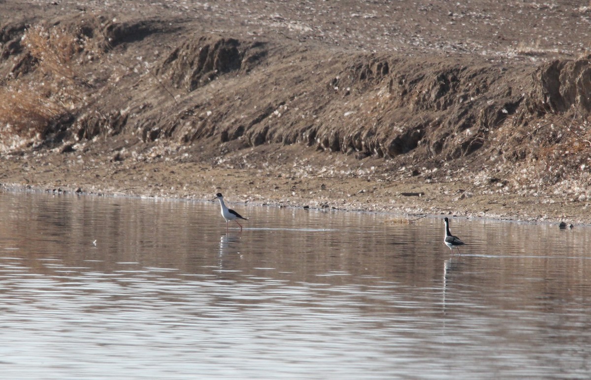 Black-necked Stilt - ML321966341