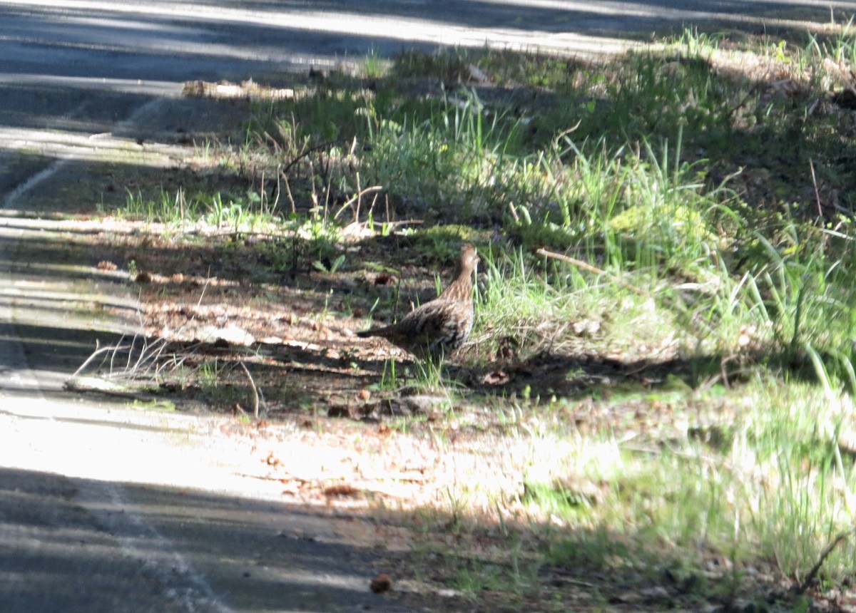 Ruffed Grouse - ML321967191