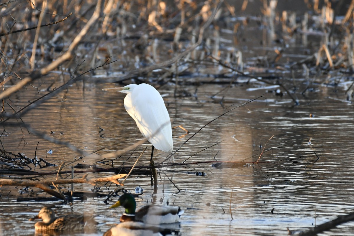 Great Egret - ML321967461