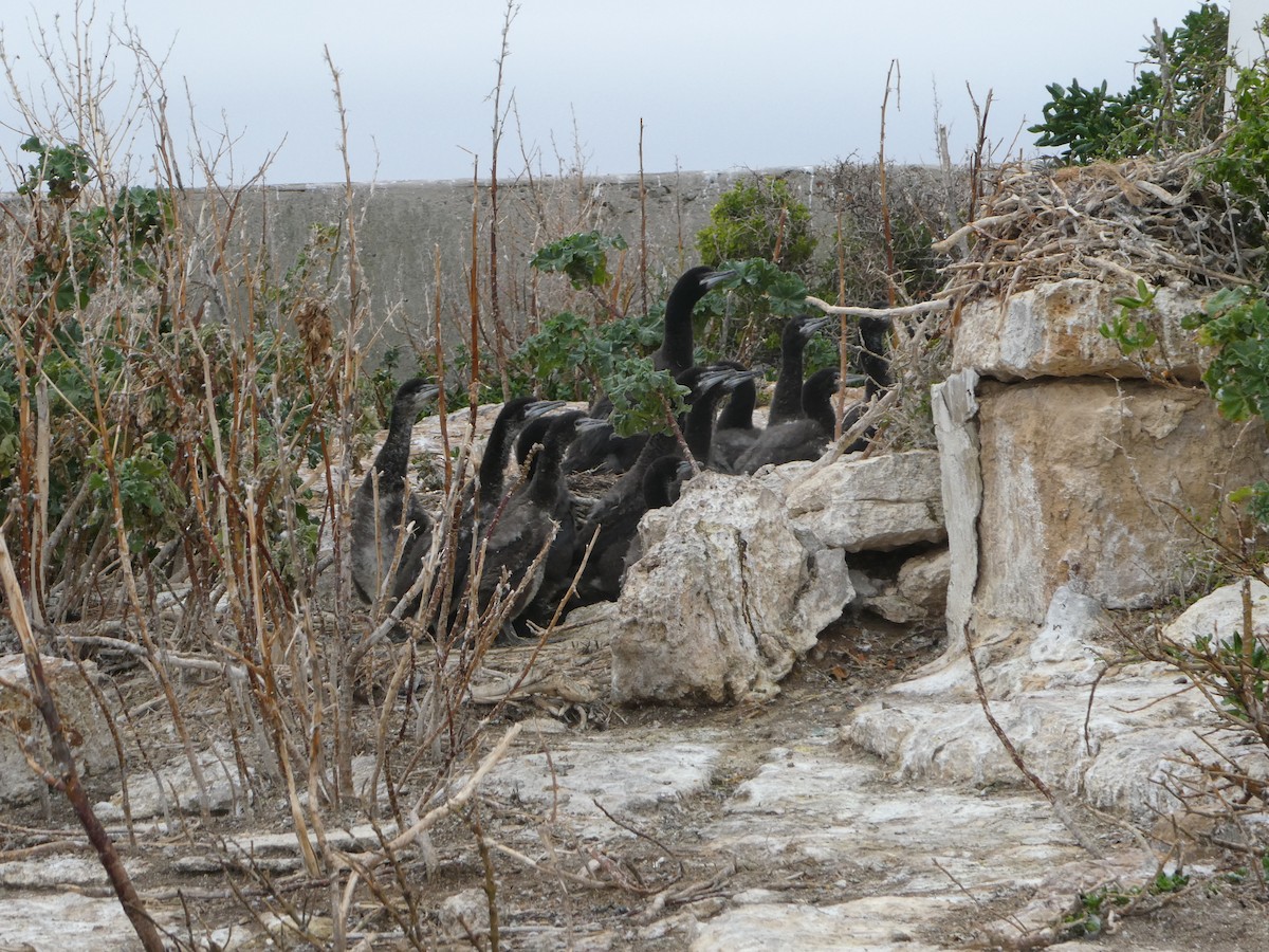 Black-faced Cormorant - ML321967591
