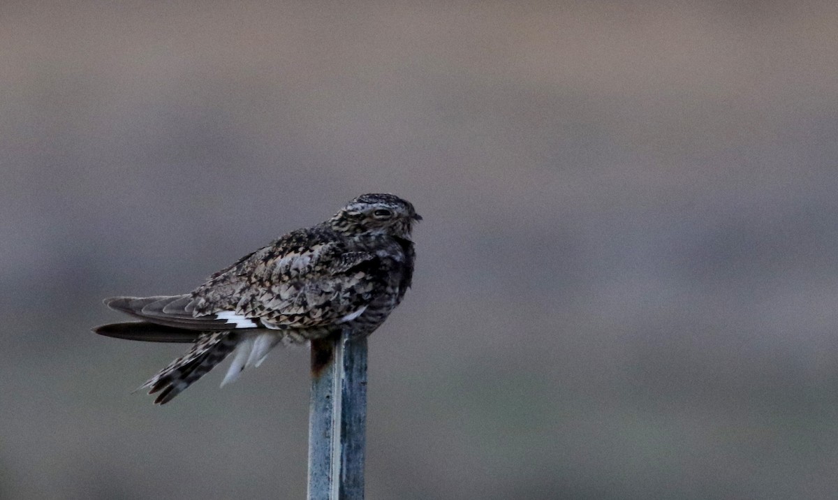 Common Nighthawk - ML32196761