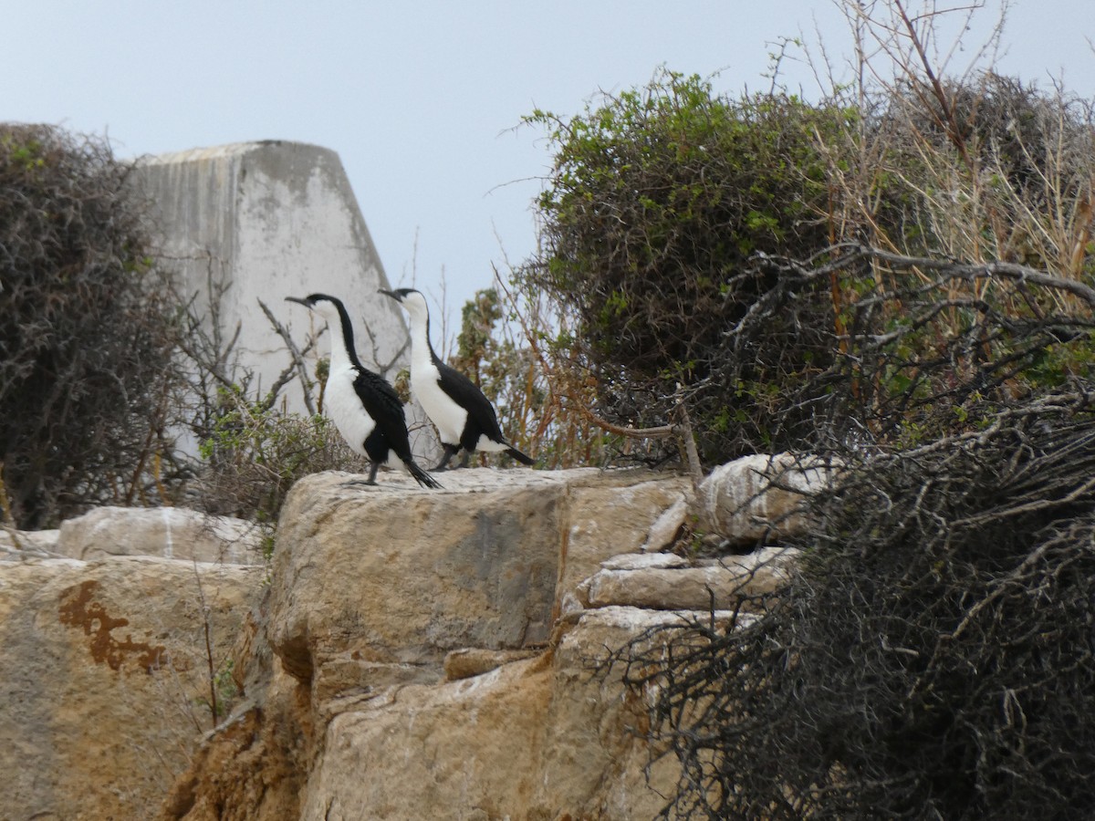 Black-faced Cormorant - ML321967641