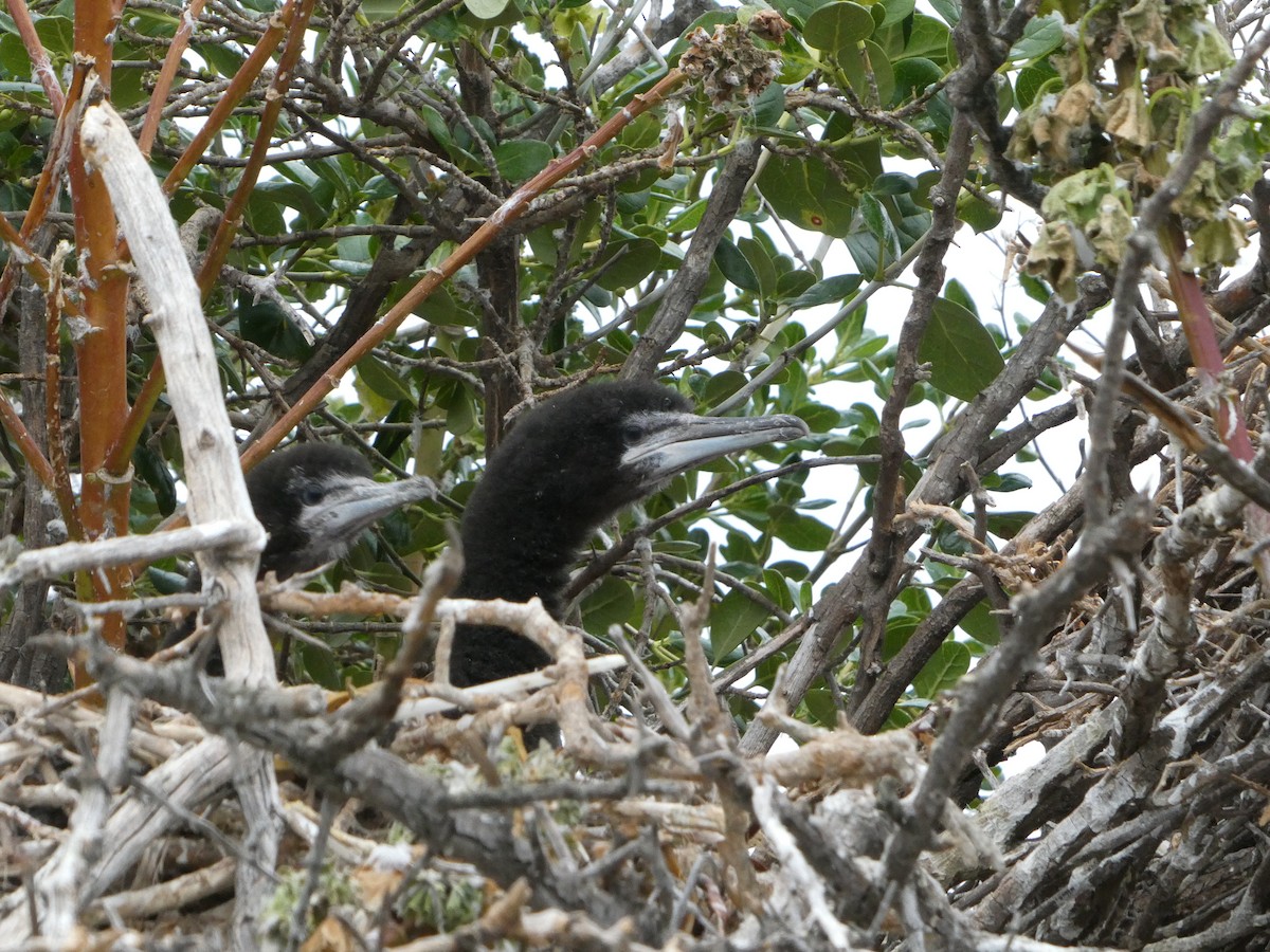 Black-faced Cormorant - ML321967651