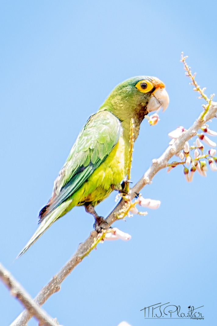 Orange-fronted Parakeet - ML321968871