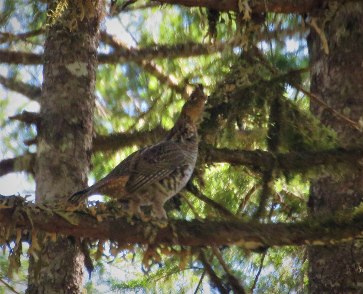 Ruffed Grouse - ML321969051