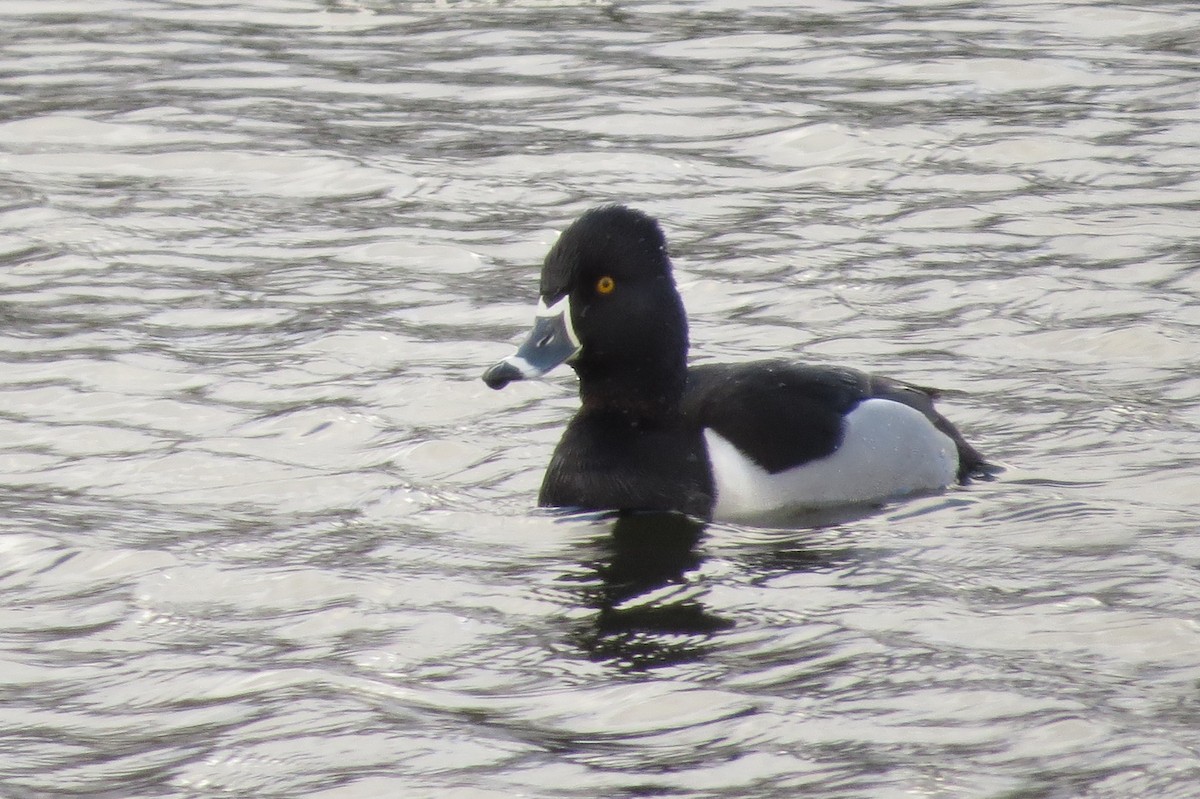 eBird Checklist - 1 Apr 2021 - Hinckley Reservation--Judges Lake - 8 ...