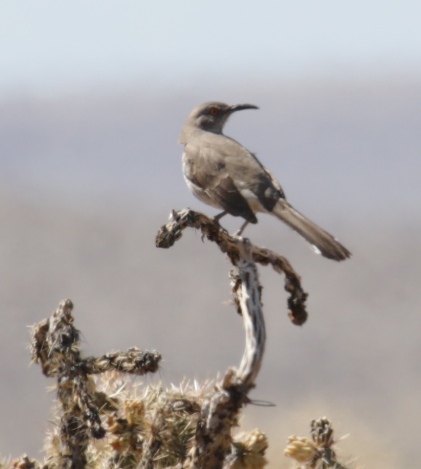 Curve-billed Thrasher - ML321972941