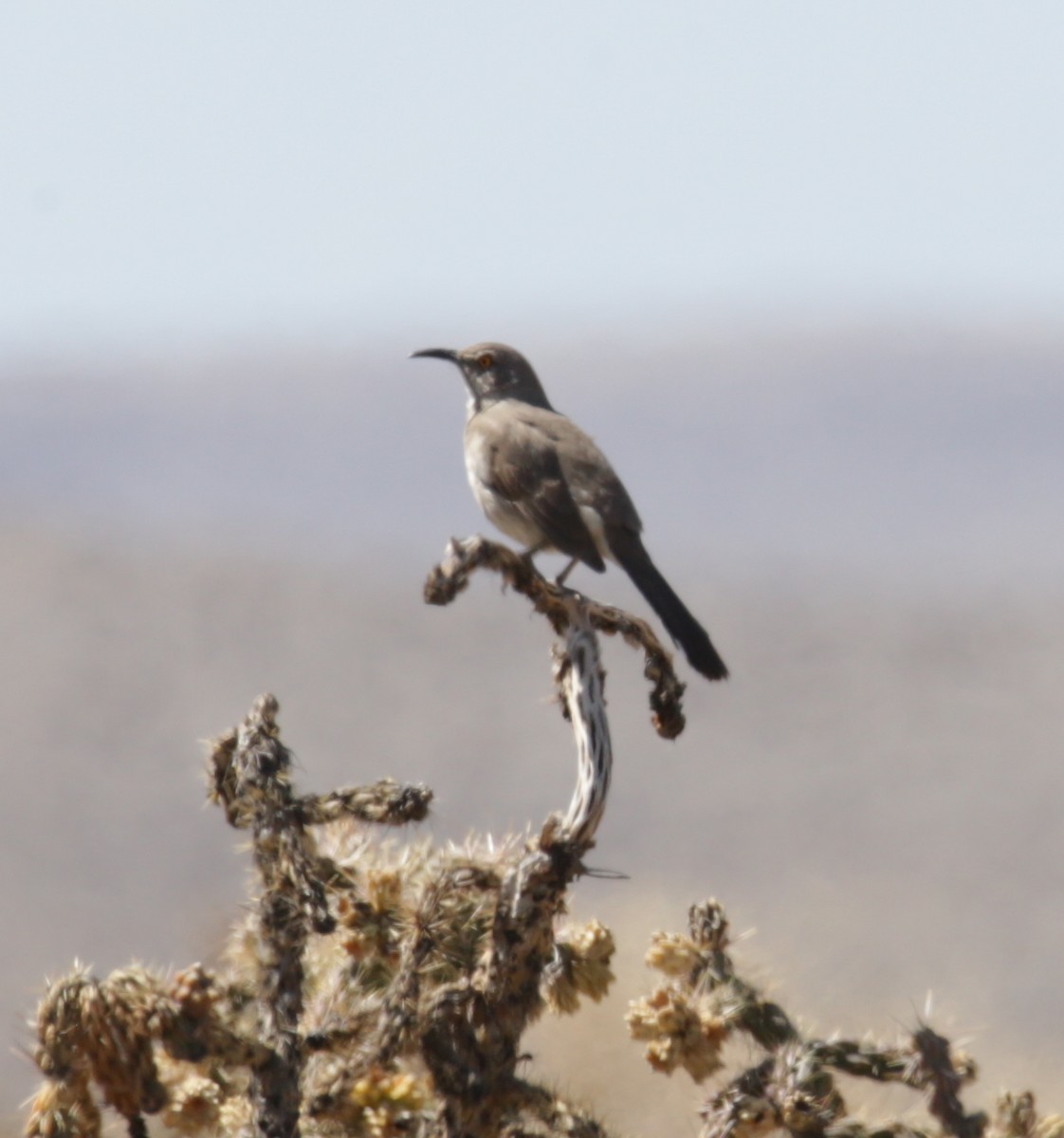 Curve-billed Thrasher - ML321972951