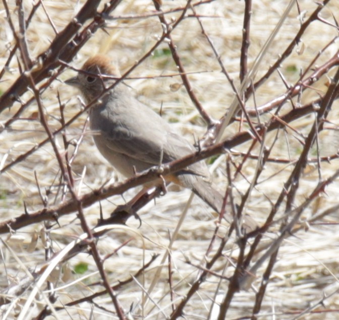 Canyon Towhee - ML321973131
