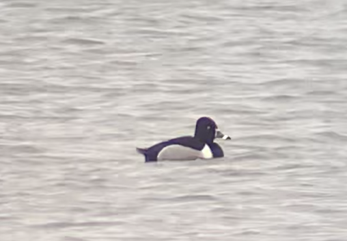 Ring-necked Duck - ML321974431