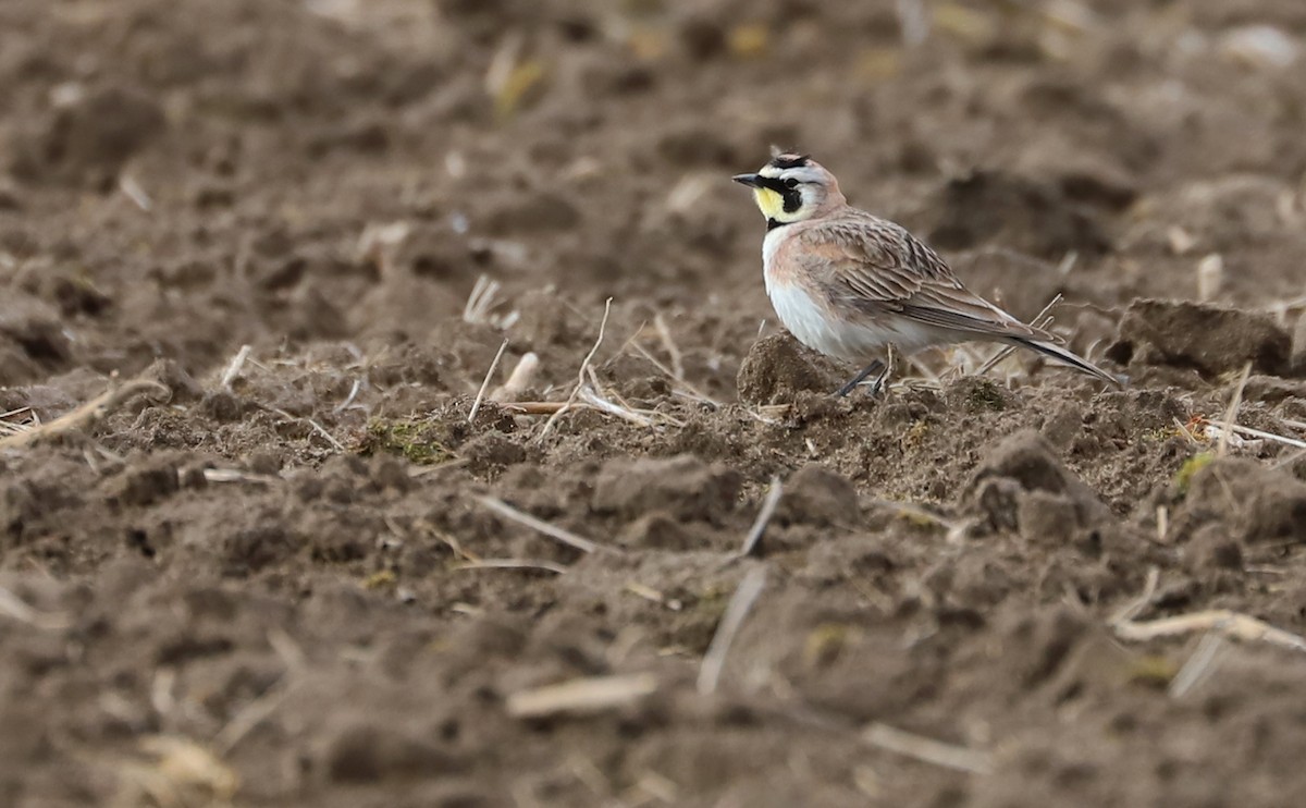 Horned Lark - Rob Bielawski