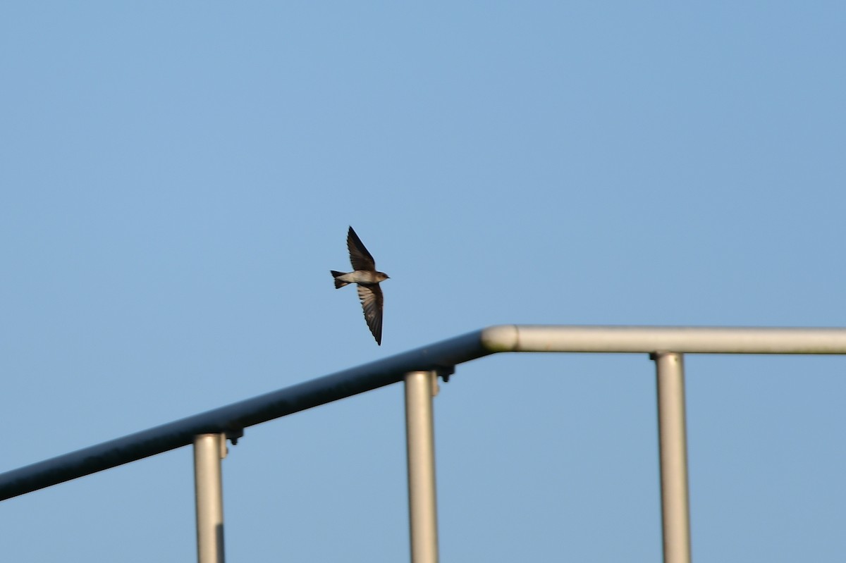Northern Rough-winged Swallow - JoAnna Clayton