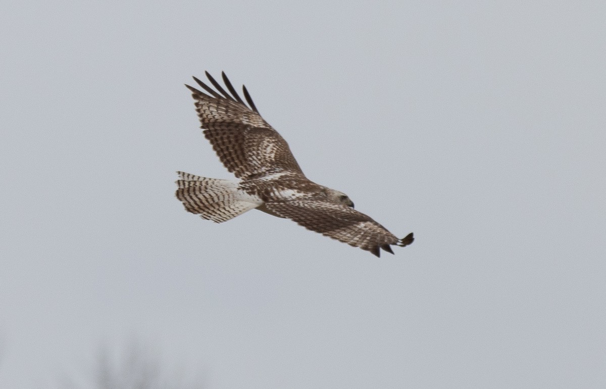 Red-tailed Hawk (Krider's) - Joel Strong
