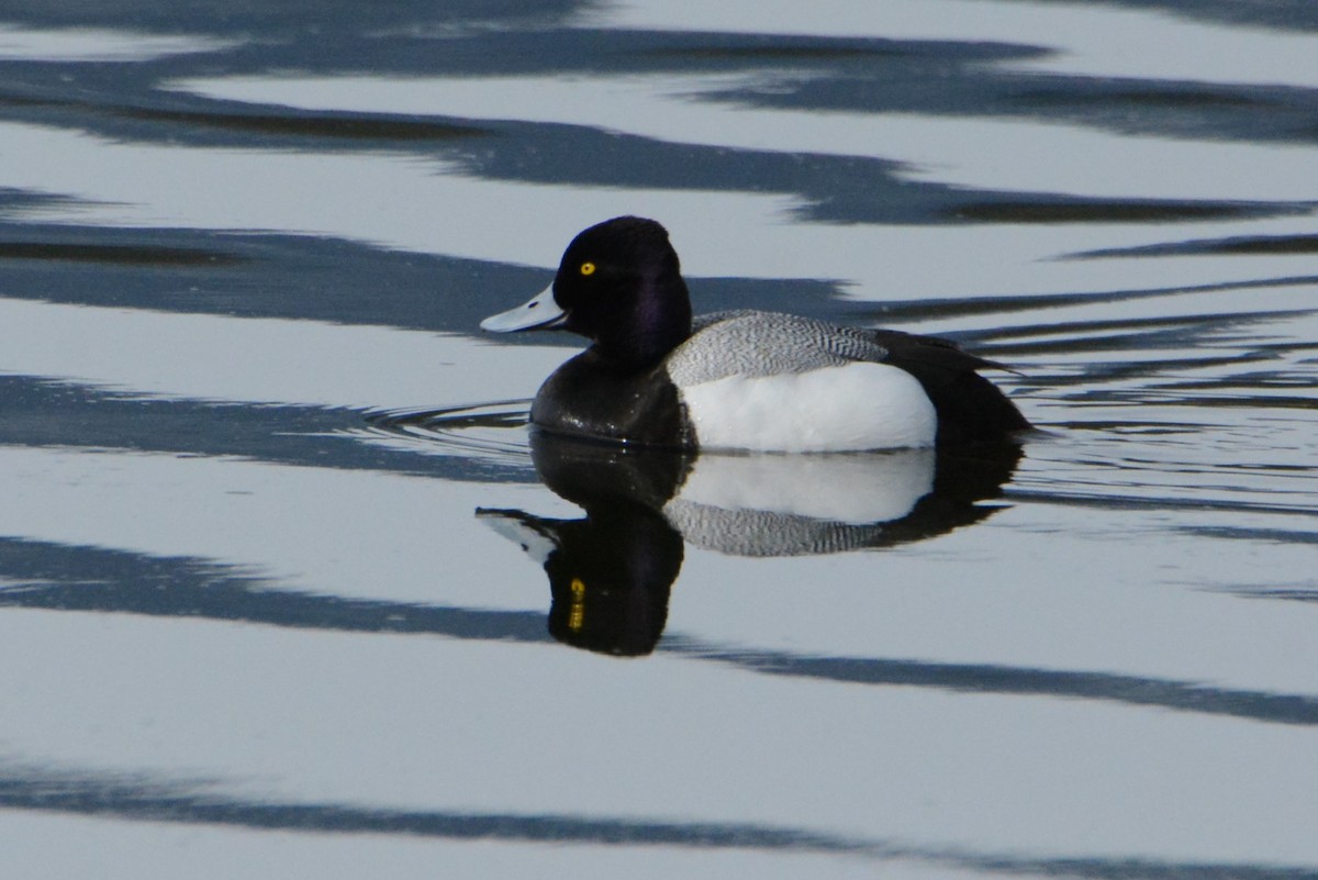 Lesser Scaup - ML321978751