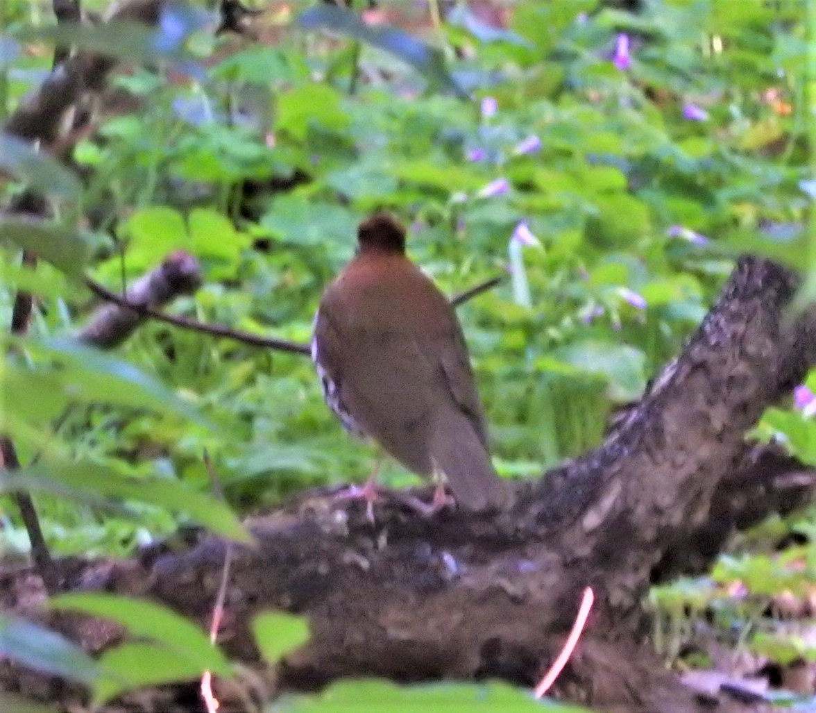 Wood Thrush - ML321981471