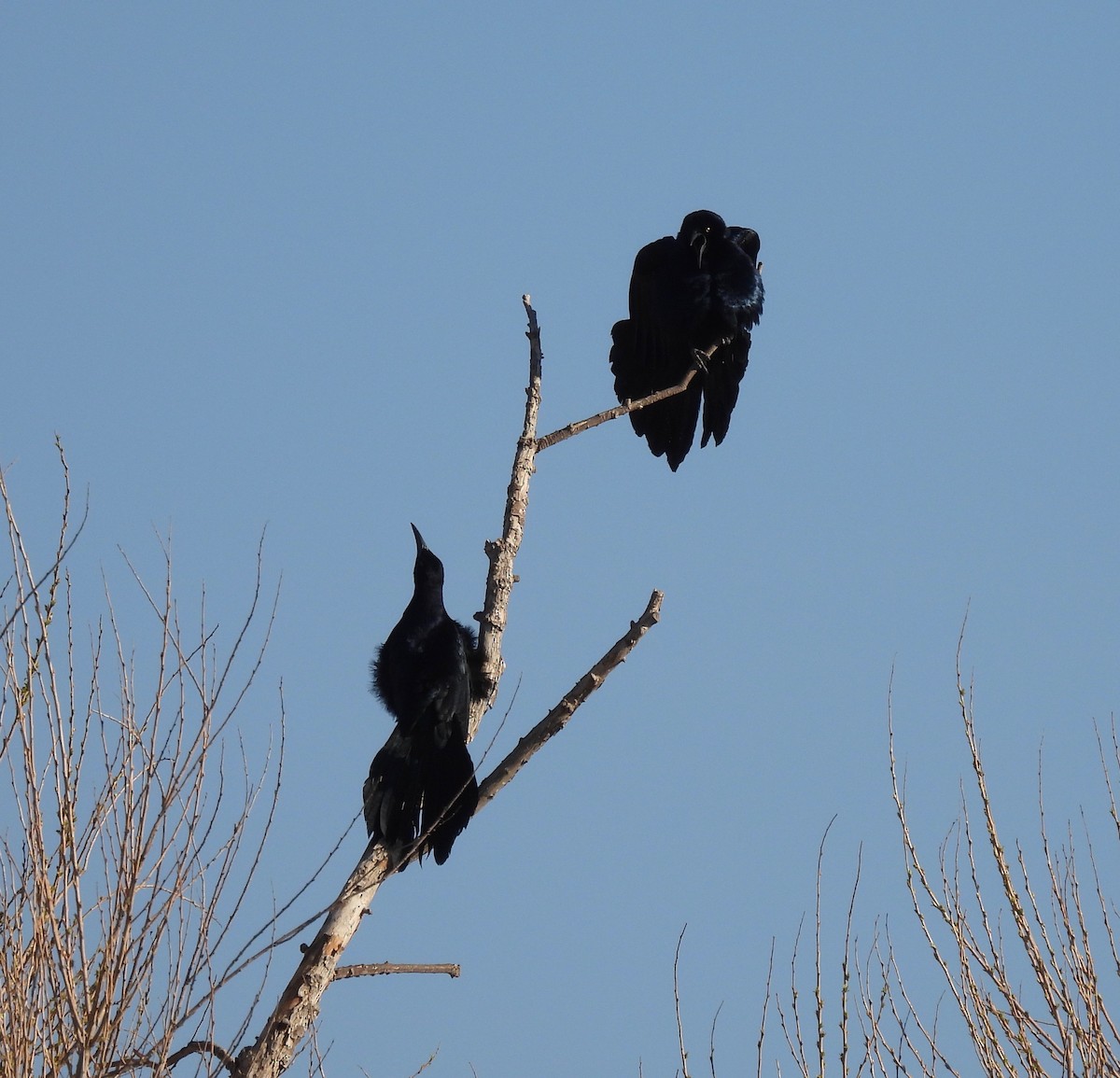 Great-tailed Grackle - ML321981491