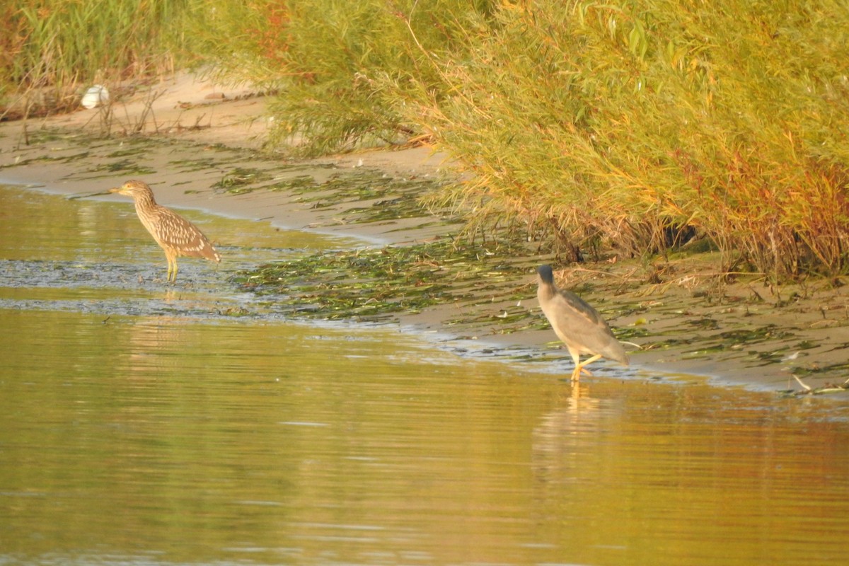 Black-crowned Night Heron - ML321981801