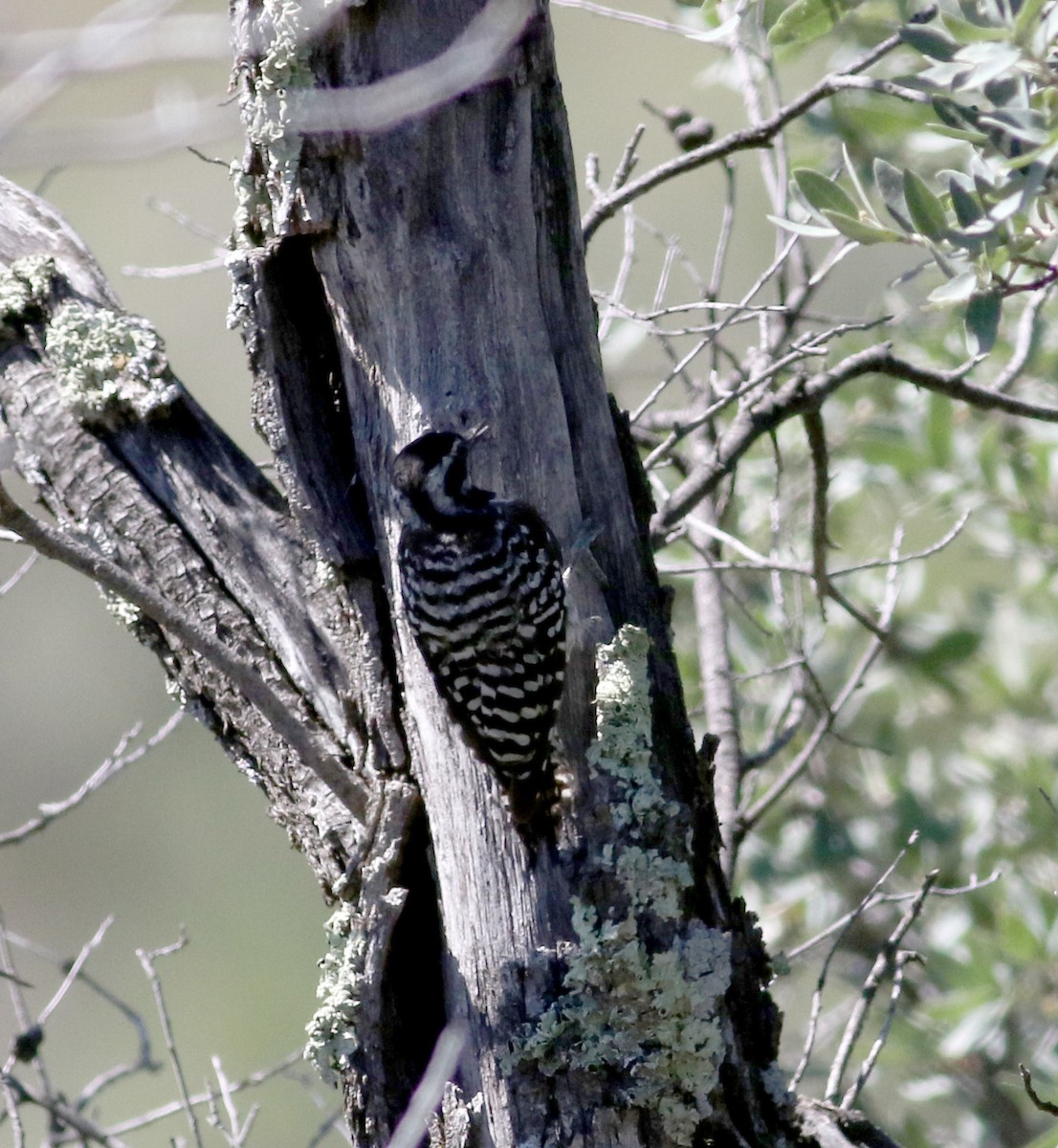 Ladder-backed Woodpecker - ML32198181