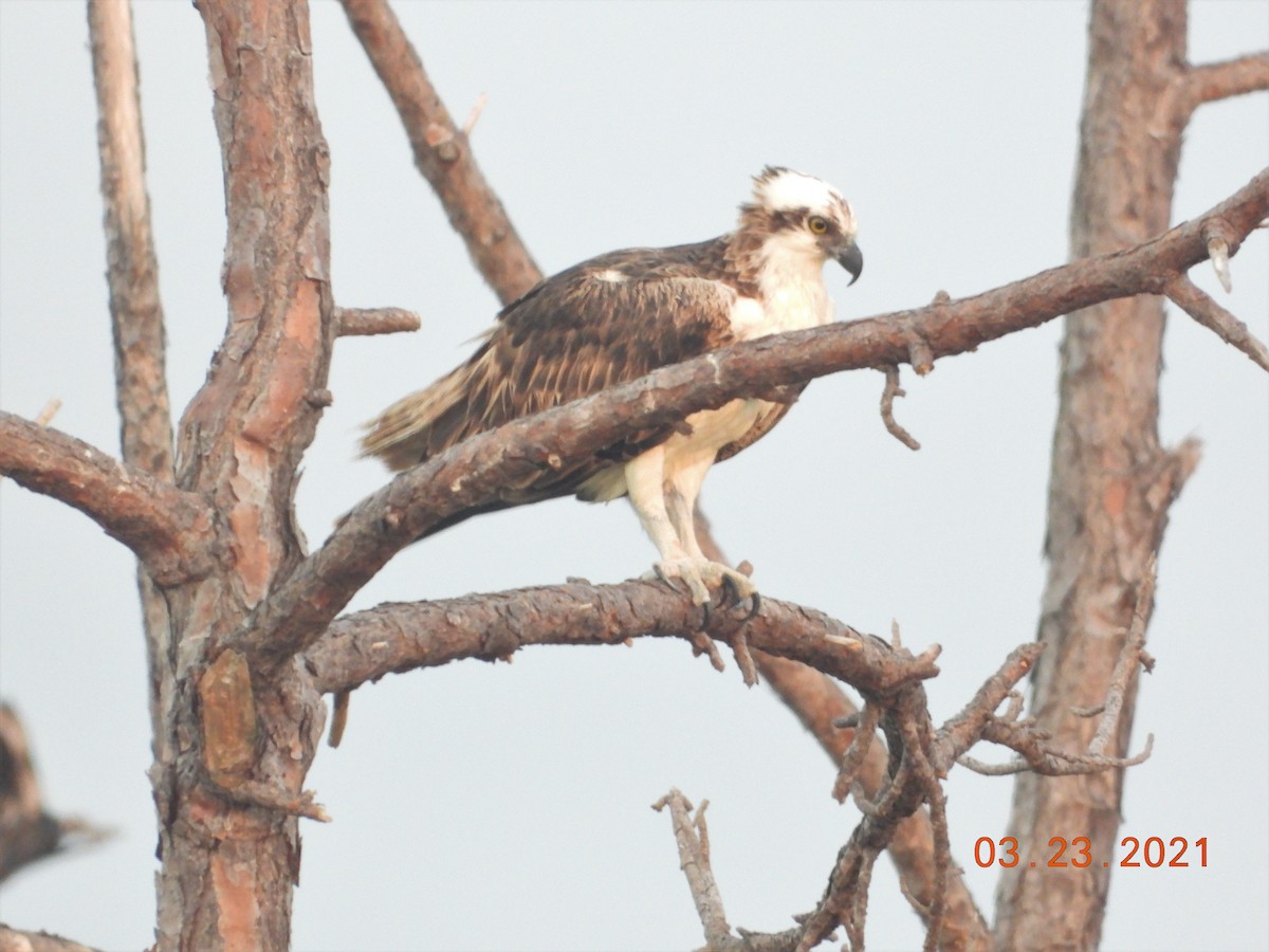 Osprey - ML321982771