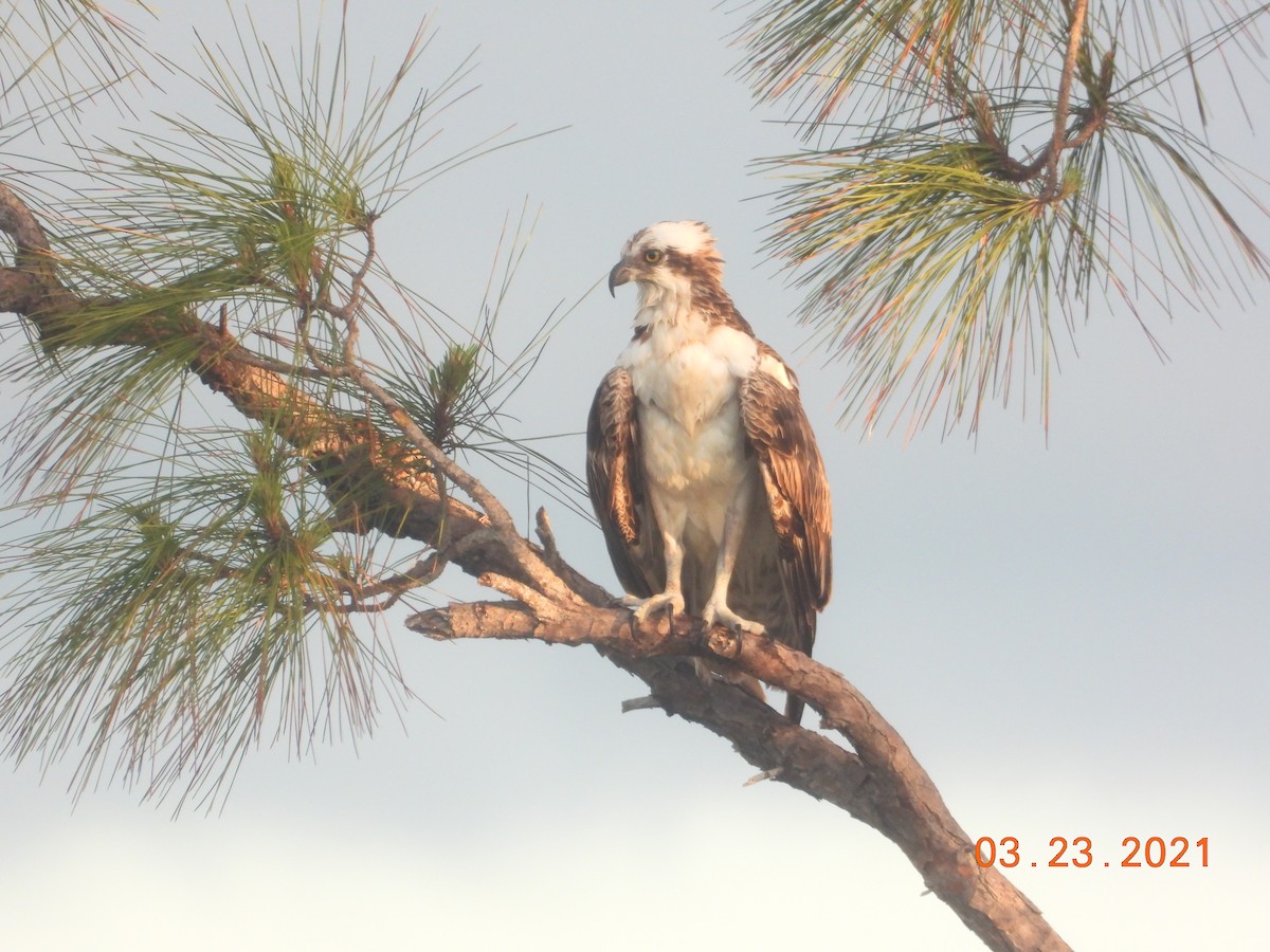 Osprey - ML321982861