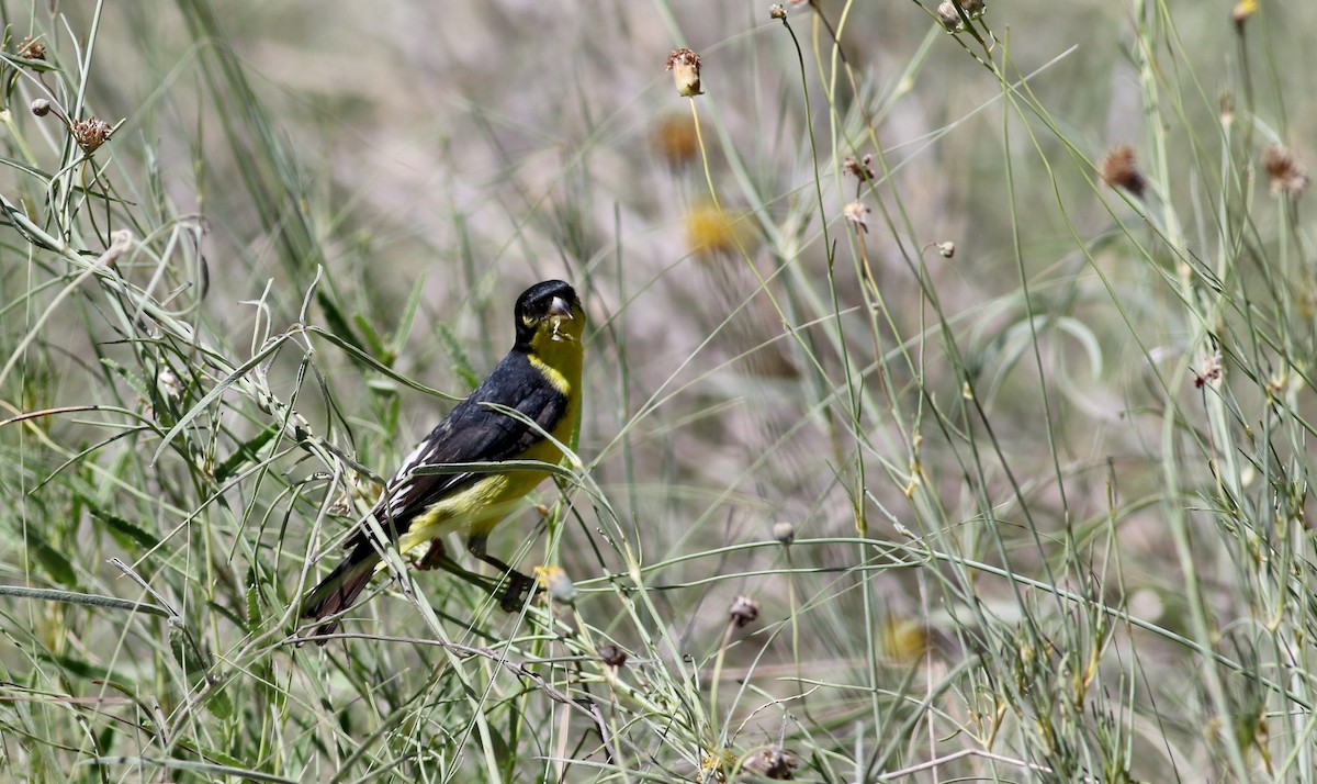 Lesser Goldfinch - ML32198431