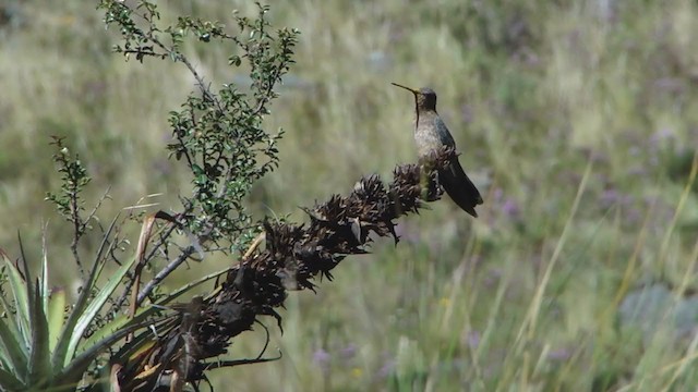 Giant Hummingbird - ML321986321