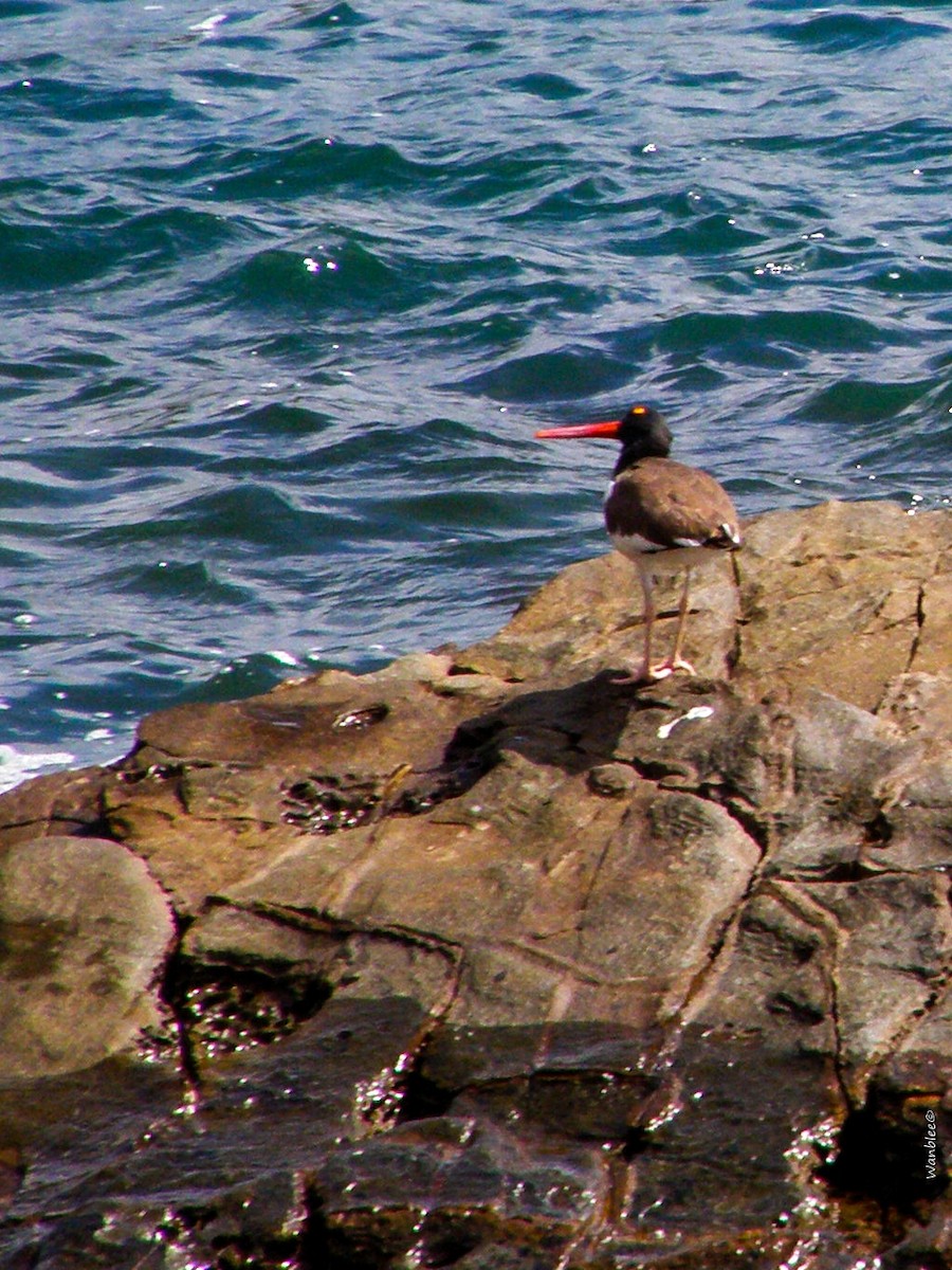 American Oystercatcher - ML321988731