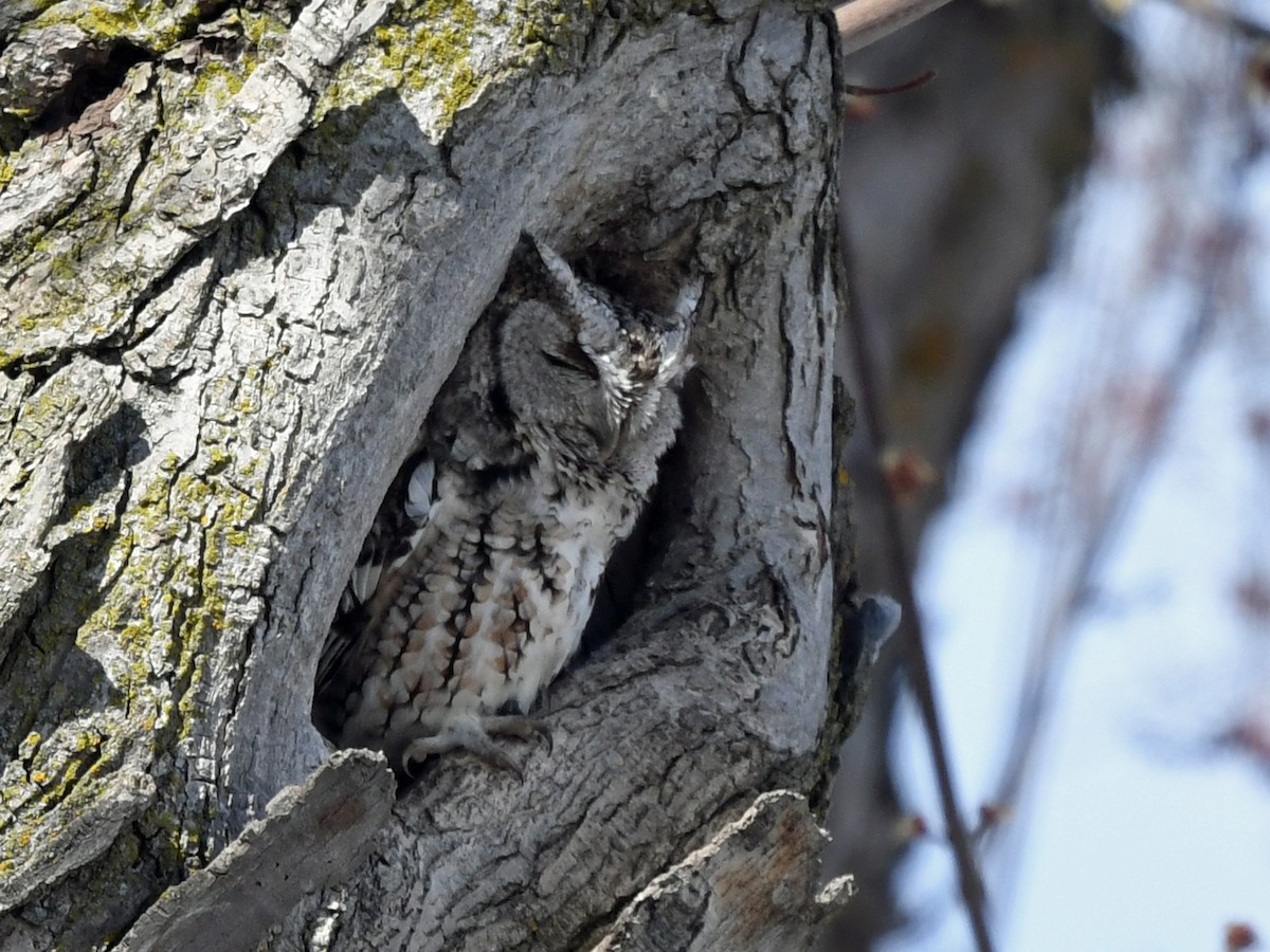 Eastern Screech-Owl - ML321989541