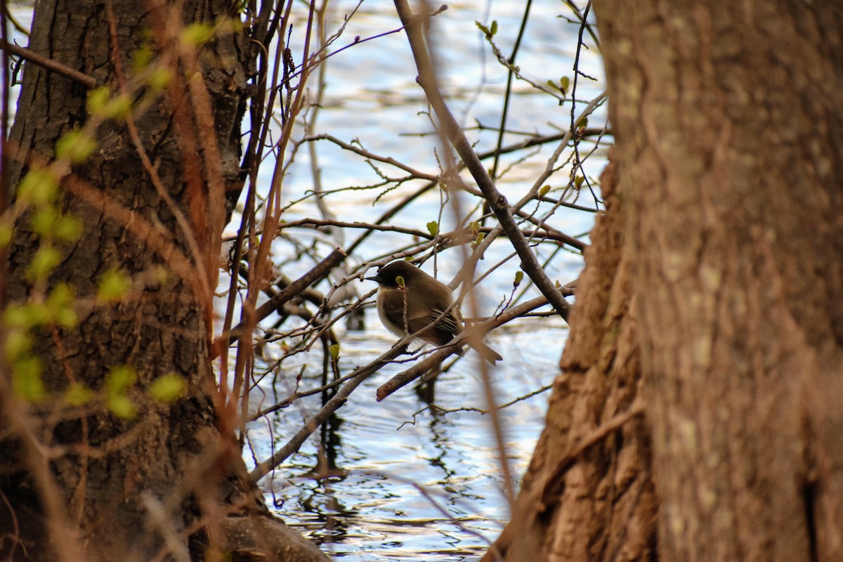 Eastern Phoebe - ML321989801
